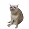 Cash Cat (CASHCAT) logo